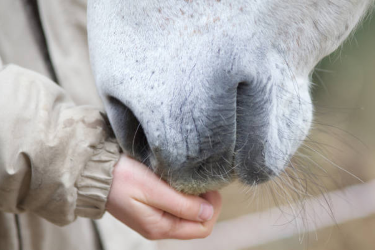 Savoir calculer le poids de son cheval est nécessaire non seulement pour déterminer la ration alimentaire qui convient le mieux à ses besoins nutritionnels