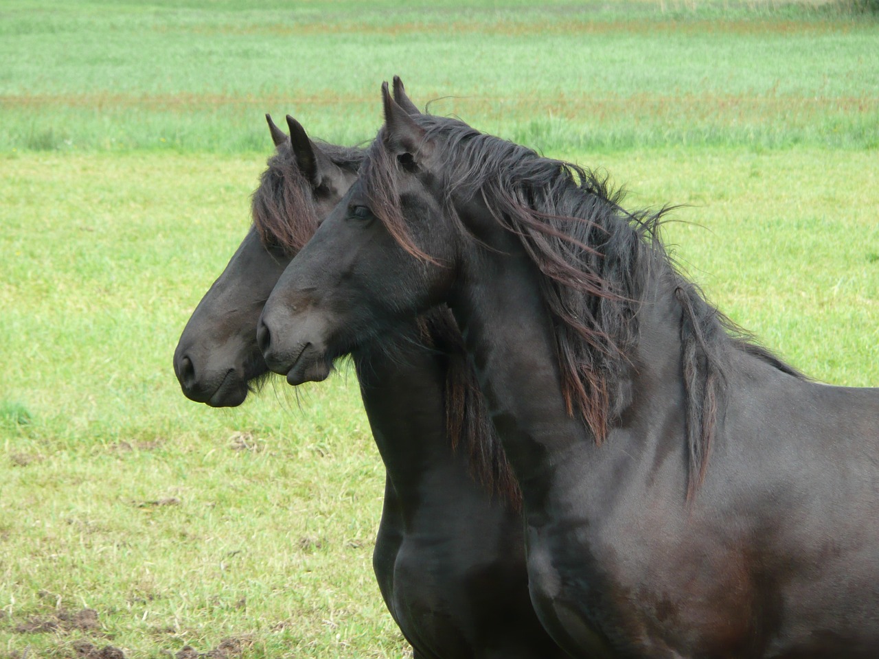 Frison Cavalassur Race Chevaux