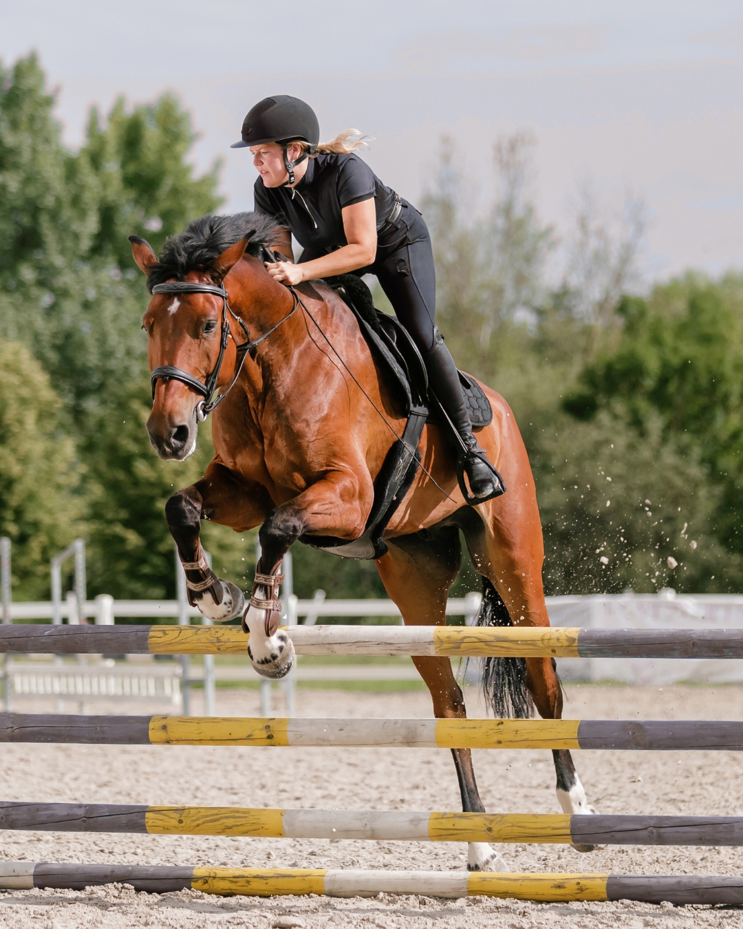 Saut d'obstacle cavaliere