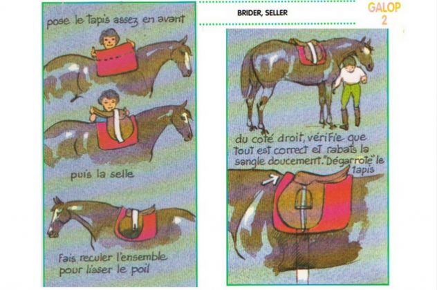 Pourquoi et comment choisir un saddle fitter ?