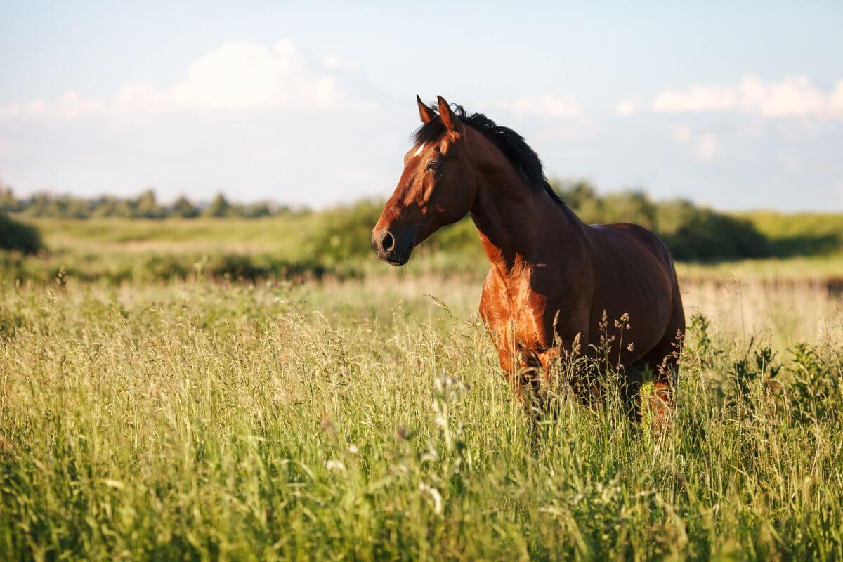 Tout savoir sur la dermite estivale du cheval