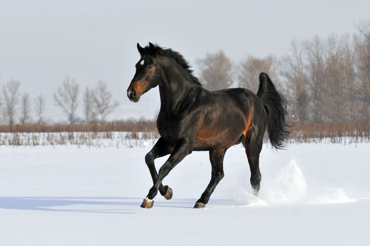 Préparer son cheval pour l’hiver,  nos conseils