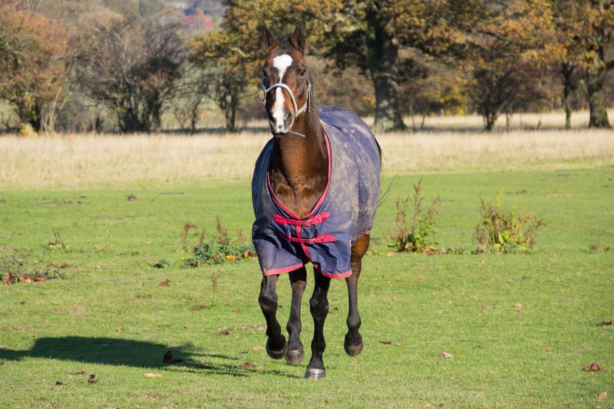 Comment choisir la couverture de son cheval ? 