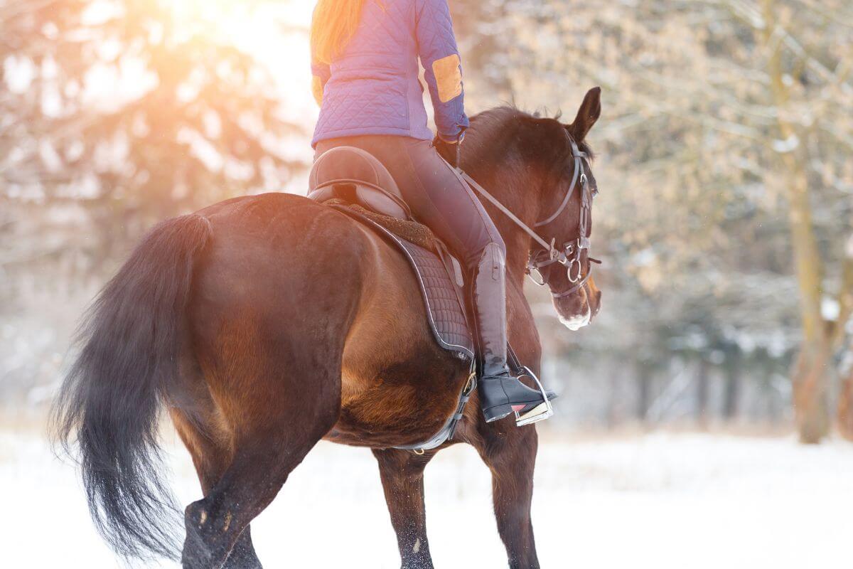 Gérer les articulations de votre cheval l'hiver