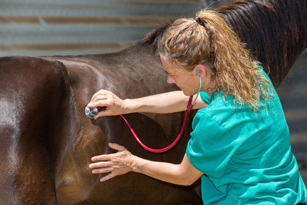 Tout savoir sur la gourme des chevaux