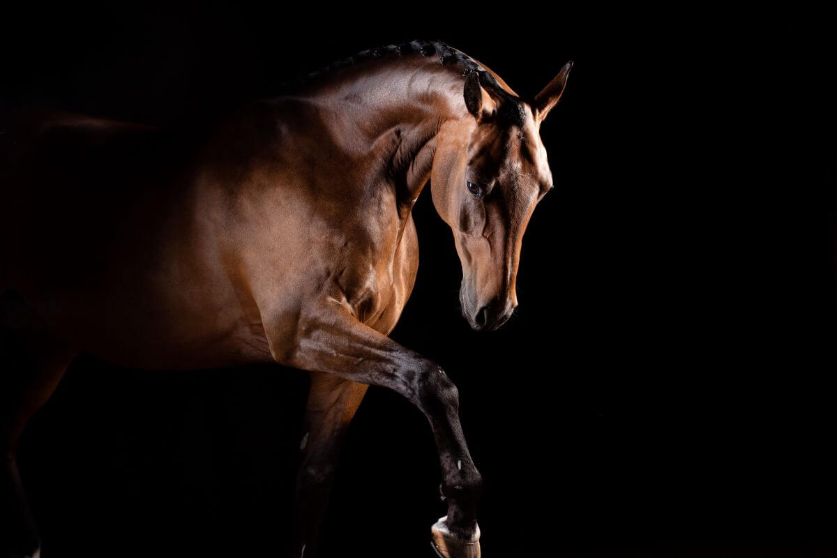 Un poil brillant & en bonne santé pour les chevaux